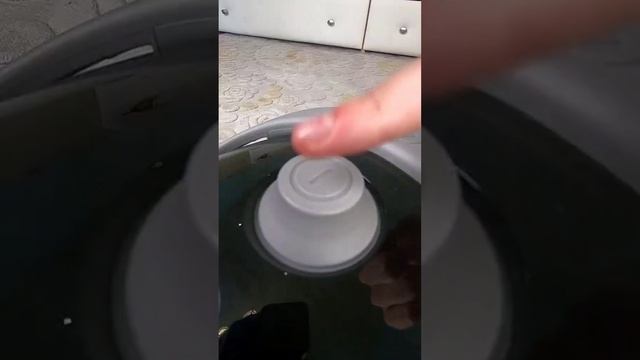 Приколы с котиками. смотреть онлайн