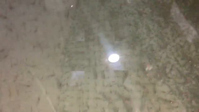 Аква💧Пром® : 👑Королевская Креветка 🍤 Розенберг смотреть онлайн