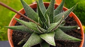 Как Выращивать  Алоэ В Домашних Условиях