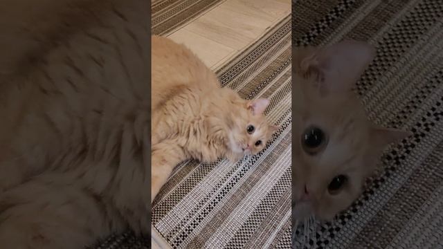 Каждый охотник желает знать..... или просто игруля. смотреть онлайн