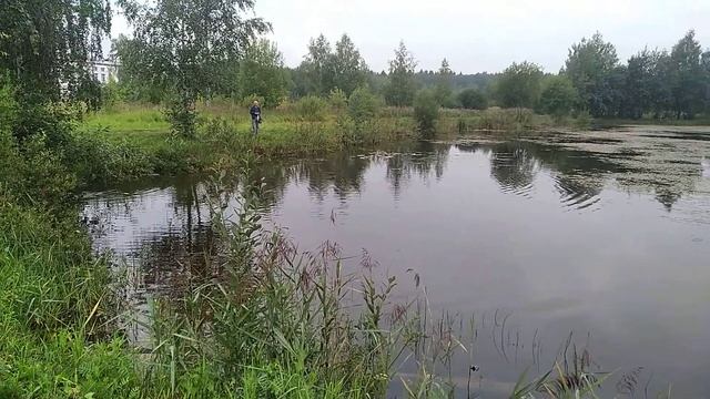 Кормление уток дрожжевым хлебом смотреть онлайн