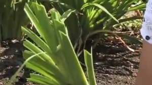 Размножение лилейников.