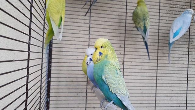 Учим попугая говорить "Бе-бе-бе" ? Урок для попугая №160 смотреть онлайн