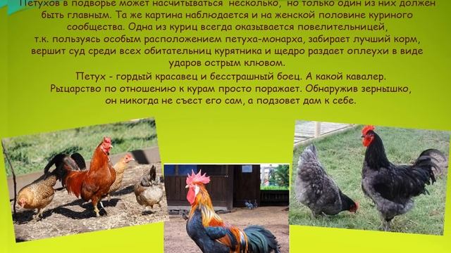 Петушок золотой гребешок смотреть онлайн