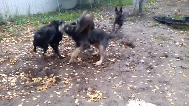 Бергер смотреть онлайн
