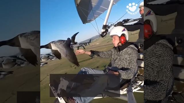 Он один из немногих, кто знает, что значит летать с птицами, а виды захватывают дух. смотреть онлайн