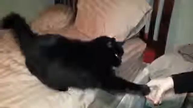 Кошки которые любят ласкаться смотреть онлайн