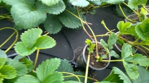 Как рассаживать клубнику.Королева Елизавета 2.