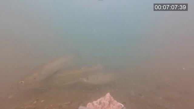 Подводная съемка в Черном море. Реакция рыбы на прикормку Minenko. Кефаль подошла за 4 минуты. Адле смотреть онлайн