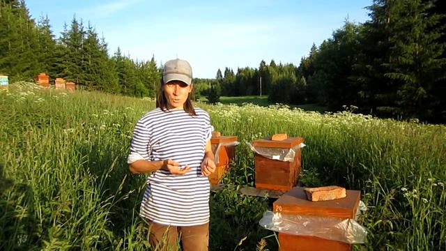 Сегодня пчелиные уколы, Дневник пасеки Пальок, Чердынский район, уральский мед с доставкой смотреть онлайн