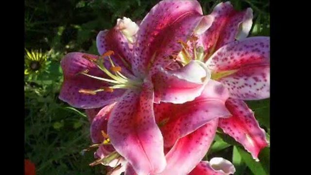 Piano & Panflute Relaxation Video смотреть онлайн