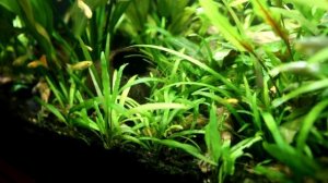 Дырки на листьях растений. Эхинодорусы в аквариуме на 150 литров.