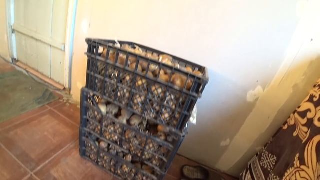 РАБОТАЮ НА ОГОРОДЕ/ИЗБАВИЛСЯ ОТ ЛИШНЕГО В САДУ/ЖИЗНЬ В ДЕРЕВНЕ/ смотреть онлайн