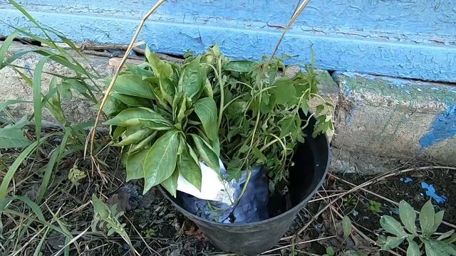 Экскурсия по нашей даче 5 соток! Что происходит на даче.