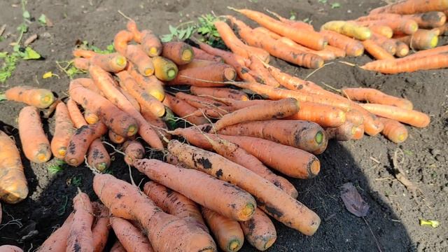 Лучший способ хранения моркови / когда нужно копать ? / лучшее место для посадки смотреть онлайн
