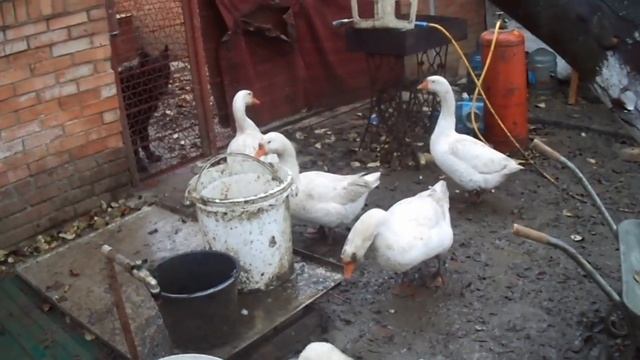 Гусь Линда особенности пароды смотреть онлайн