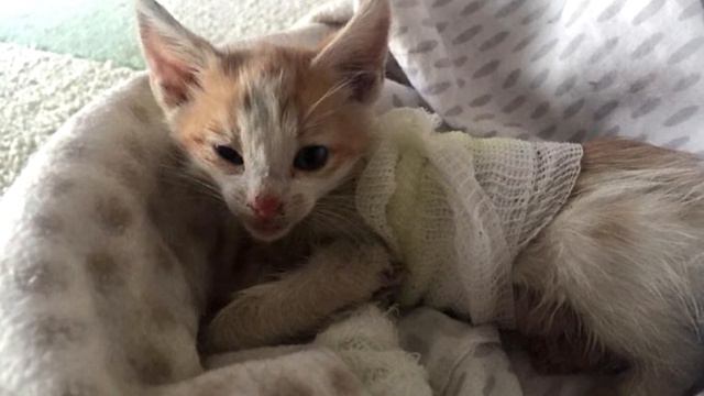 Никто не верил, что этот котёнок выживет. Но посмотри на это сейчас! смотреть онлайн