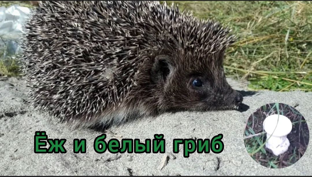 Покос травы / Белый гриб / Ёж