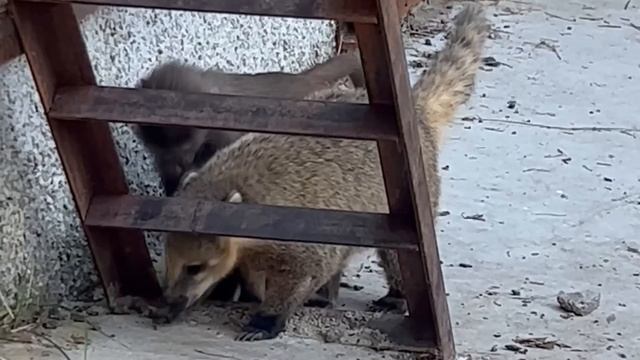 ТАЙГАН! Гамадрил Люся и носуха Соня - неразлучная парочка! смотреть онлайн