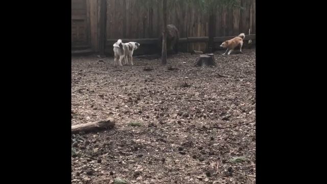 Испытания лаек по кабану смотреть онлайн