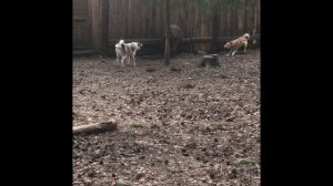 Испытания лаек по кабану