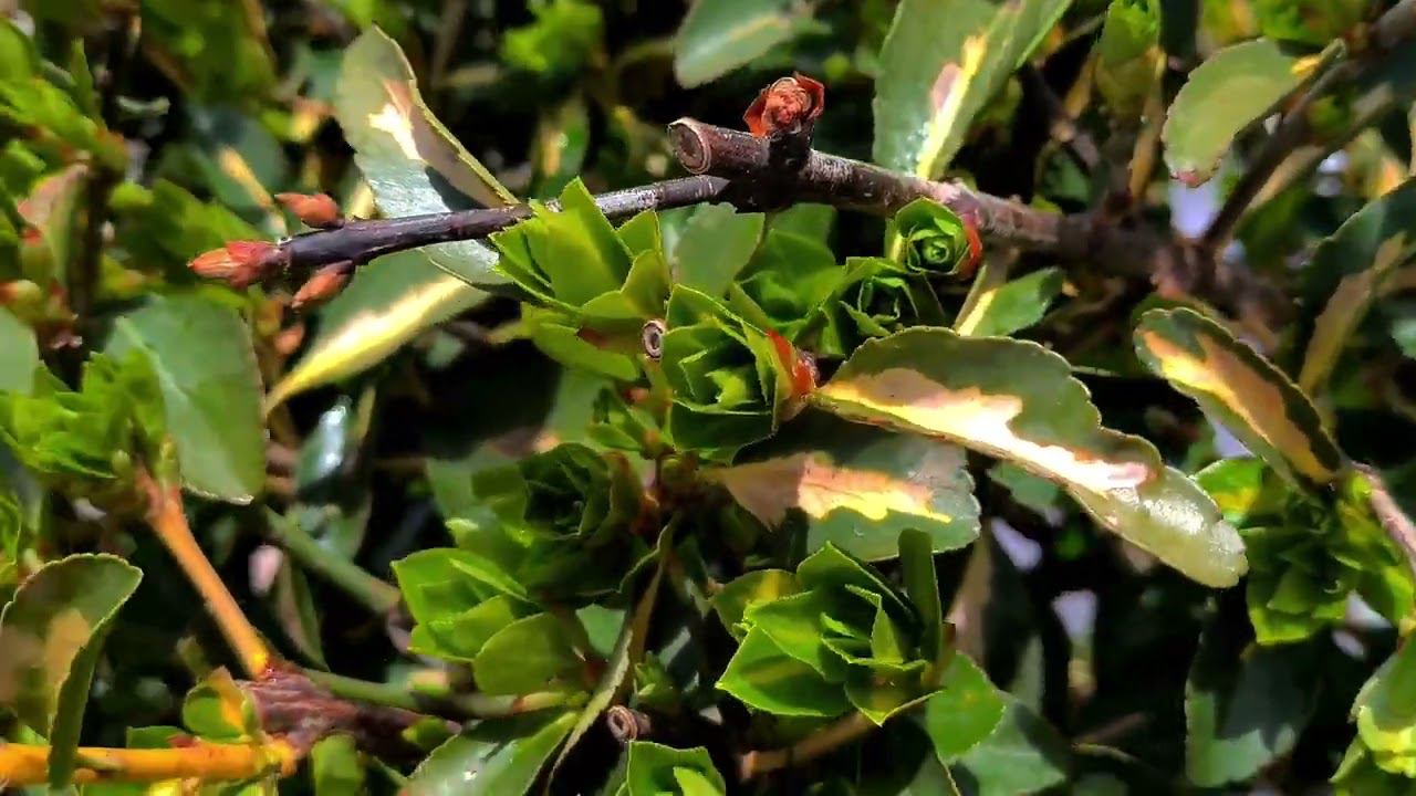 Формирование Бересклета японского. Чистка и стрижка после зимы.