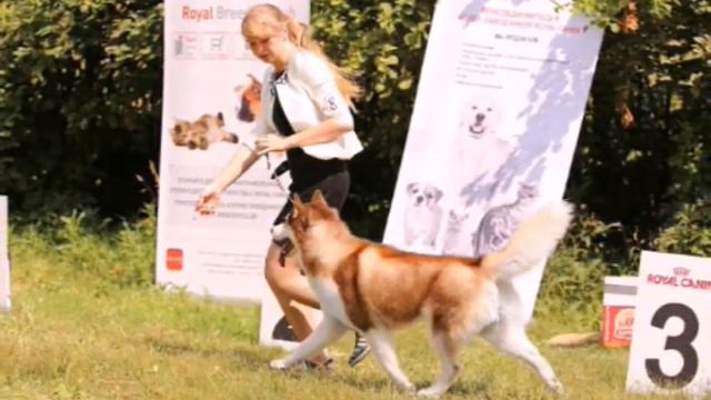 Відео рижих хаскі. смотреть онлайн