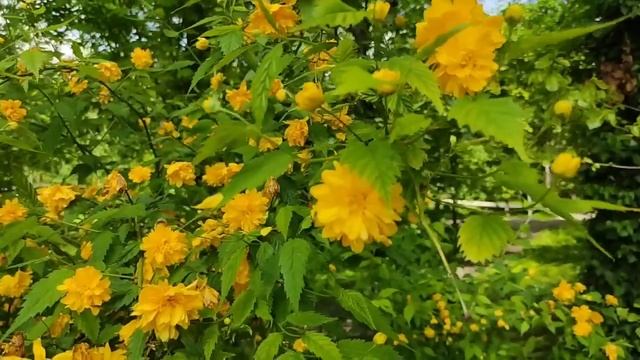 Перовы// Тишина и беспорядок// Обзор видео// смотреть онлайн