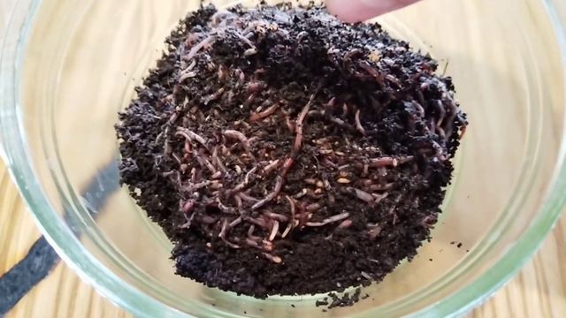 Вермиферма. Два месяца моим Дендробенам, расселение их по ящикам. смотреть онлайн