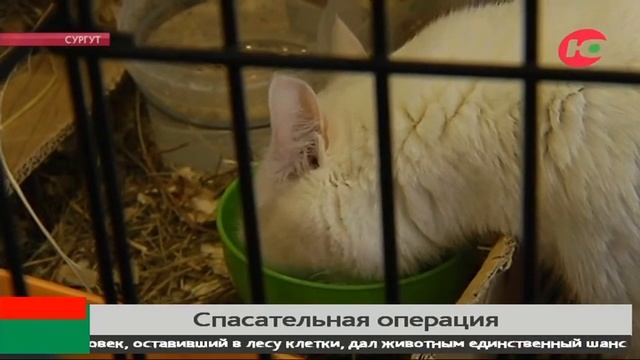 Хвостатая посылка из Сургута в Белгород: как 30 кошек оказались на улице? смотреть онлайн