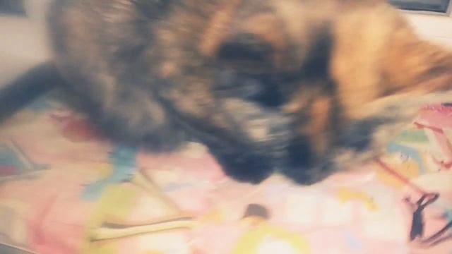 Вигеть?! Моё первое видео (читать описание) смотреть онлайн