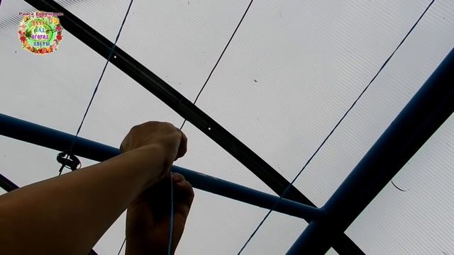 Как вырастить огурцы в один стебель? Формировка легко и просто смотреть онлайн