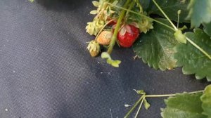 Земляника Хуми Гранде, вкус великолепный!