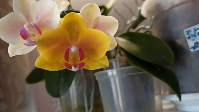 Мои орхидеи в спальне/Мои орхидеи с названиями/My orchids in the bedroom смотреть онлайн