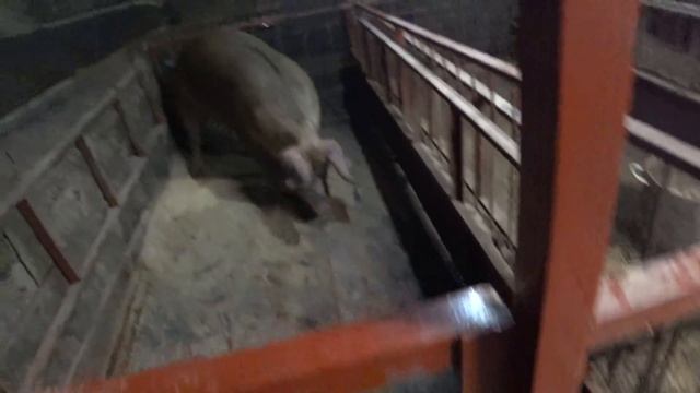 Уколы и взвешивание ? смотреть онлайн