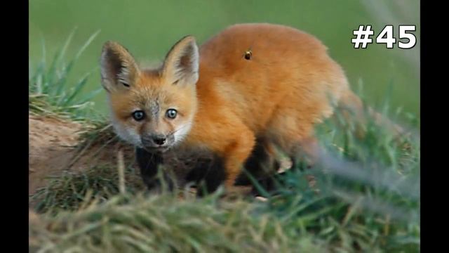 #45. Лисицы (В мире животных) смотреть онлайн