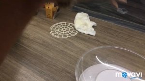 Перепела в месяц Золотистый Феникс.