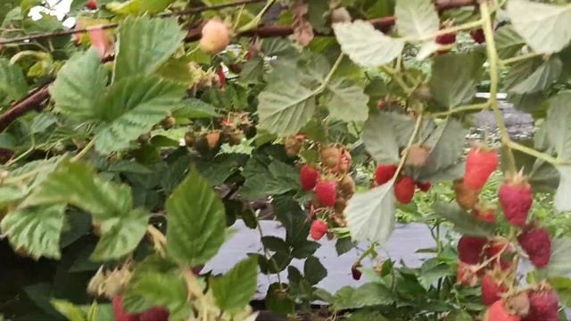 Малина Соколица! Изумительный надежный сорт летней малины! Урожай 2021г.