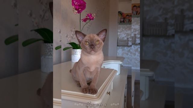 Бурманский котёнок Laura. Окрас шоколад. смотреть онлайн
