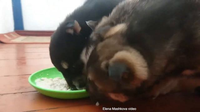 Nenets Laika Ненецкая оленегонная лайка