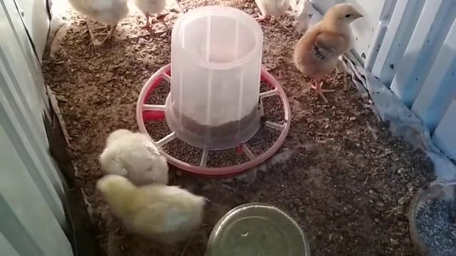 Что нельзя давать бройлерам