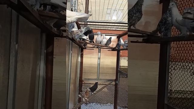 бакинские голуби широкохвостые голуби чили продаются 9223314один28 смотреть онлайн