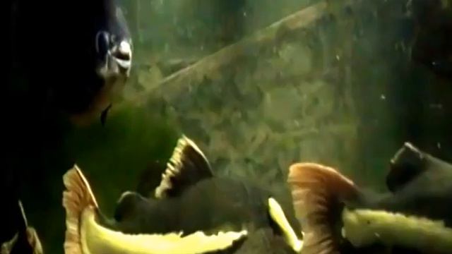 Красивые рыбки 3. Харьковский зоопарк. смотреть онлайн