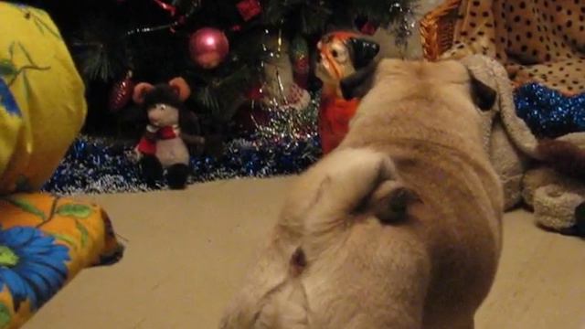 Мопс лает на игрушку смотреть онлайн