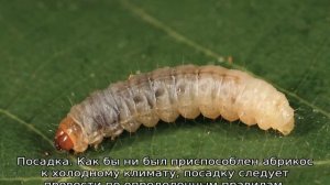 Абрикос Чемпион Севера