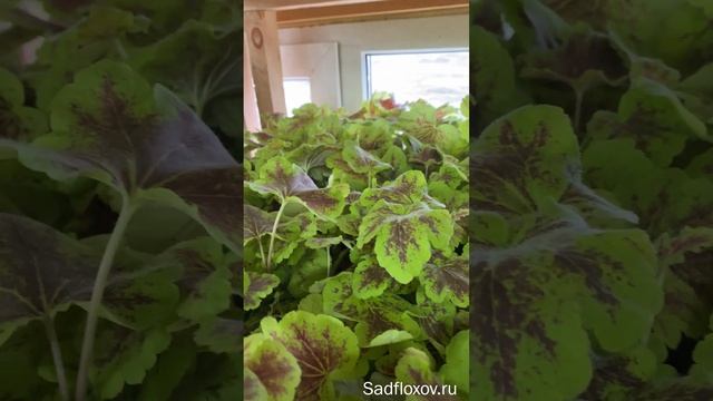 Гейхерелла Солар Эклипс готова для отправки #shorts смотреть онлайн