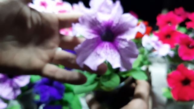 ПЕТУНИЮ ВЫРАЩИВАЮ КАЖДЫЙ ГОД НЕВЕРОЯТНАЯ КРАСОТА♥️СОРТА ПЕТУНИИ из семян смотреть онлайн