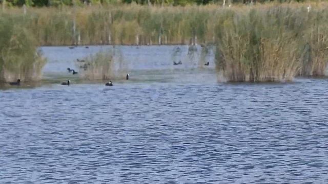 Лысухи смотреть онлайн