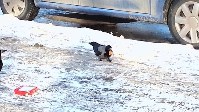 Птицам достался пакет с едой смотреть онлайн