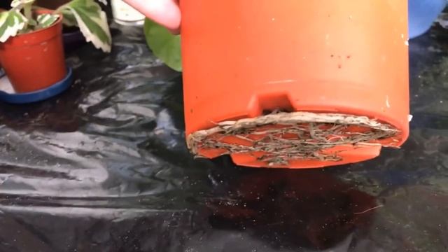 Spider Plant (Chlorophytum comosum) Grooming and Repotting | Community Plant смотреть онлайн